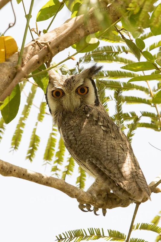 Northern White-faced Owl (Ptilopsis leucotis), Gambia