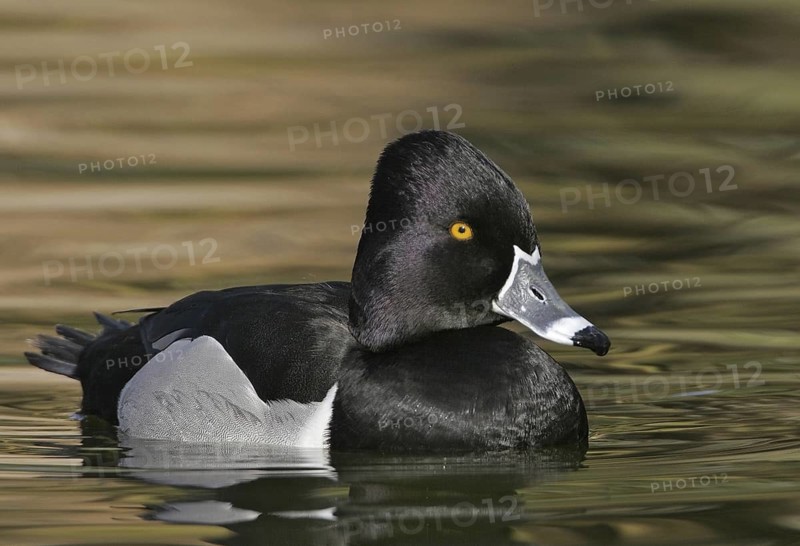 Ring-necked Duck (Aythya collaris) male, Arizona, USA