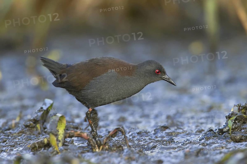 Spotless Crake (Porzana tabuensis), Victoria, Australia
