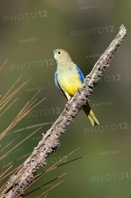 Blue-winged Parrot (Neophema chrysostoma) young male, Victcoria, Australia