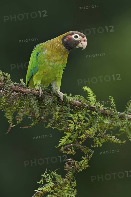 Brown-hooded Parrot (Pyrilia haematotis), Costa Rica