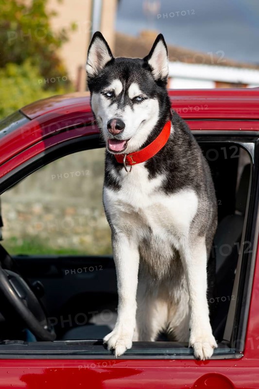 A Siberian Husky with striking blue eyes, wearing a red collar, stands with its front paws out the car window. The dog's curious and friendly expression is captured beautifully