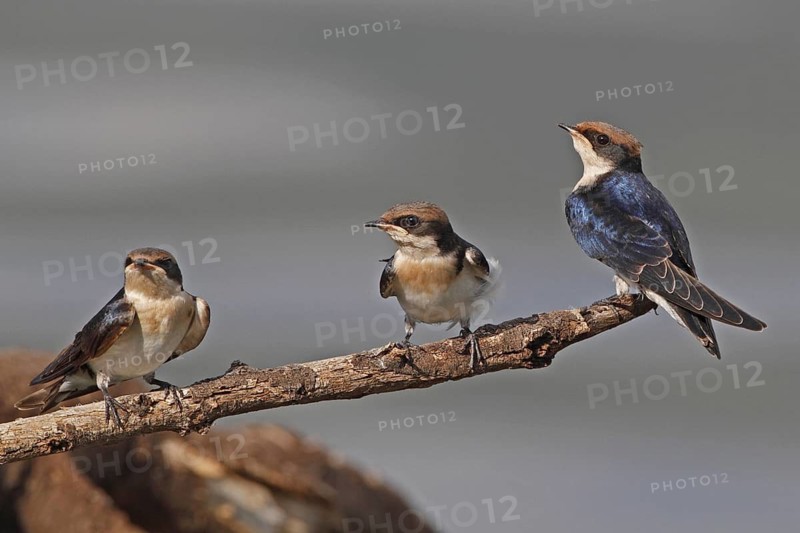 Wire-tailed Swallow (Hirundo smithii), Lake Baringo, Kenya