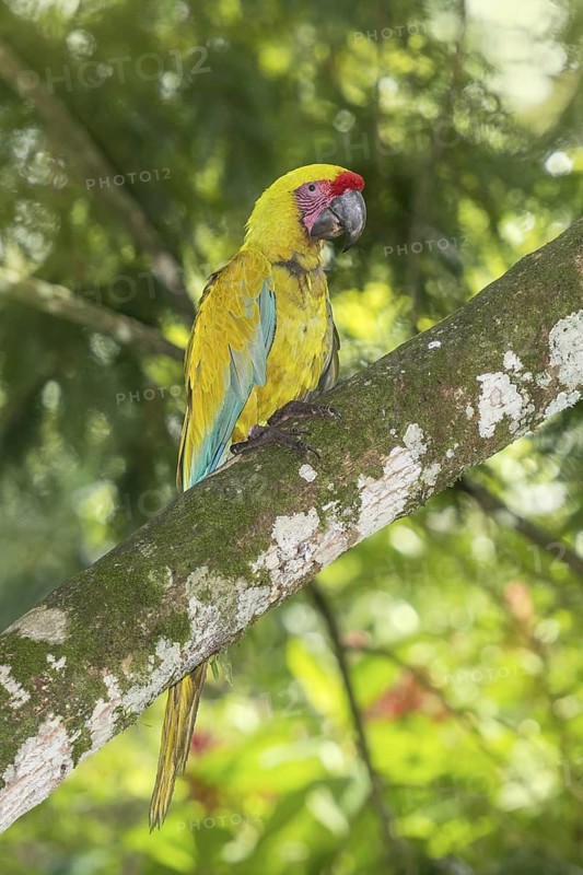 Great Green Macaw (Ara ambiguus), Costa Rica