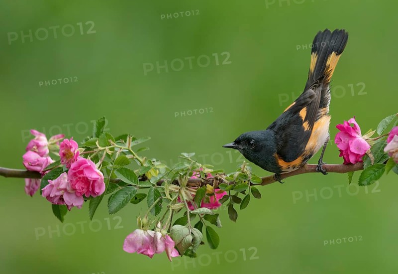 American Redstart (Setophaga ruticilla) male perched on a branch, Texas, USA