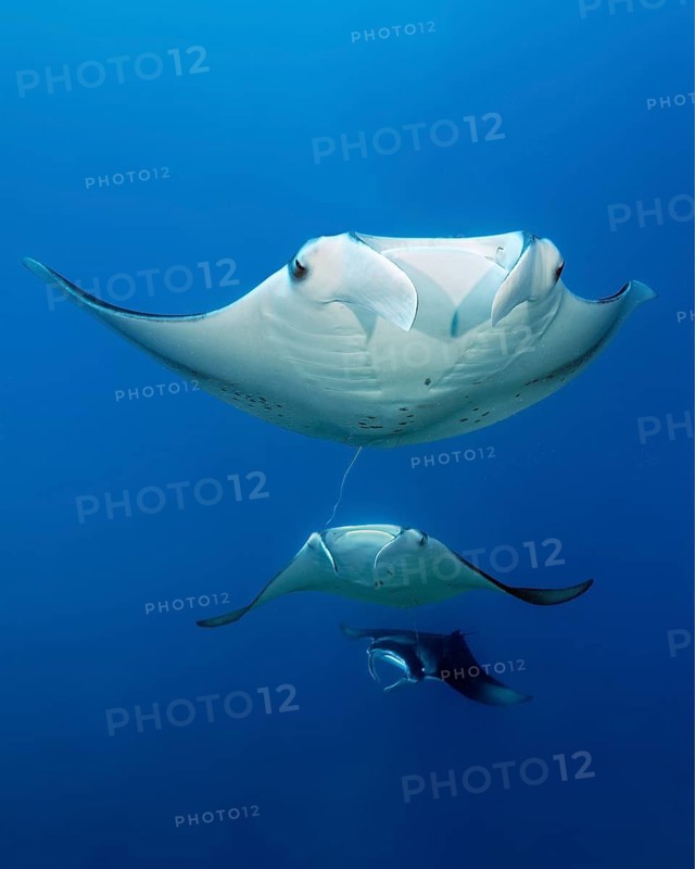 Three reef manta rays (Mobula alfredi) stingrays or whiptail rays (Dasyatidae), rays, swim one behind the other through the open sea, Great Barrier Reef, Unesco World Heritage Site, Coral Sea, Pacific Ocean, Cairns, Queensland, Australia