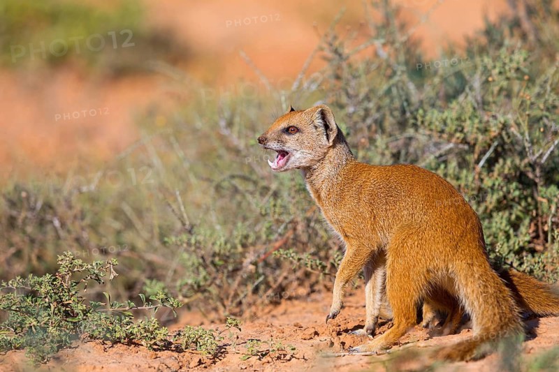 Yellow mongoose (Cynictis penicillata), Addo Elephant National Park, Addo, Western Cape, South Africa