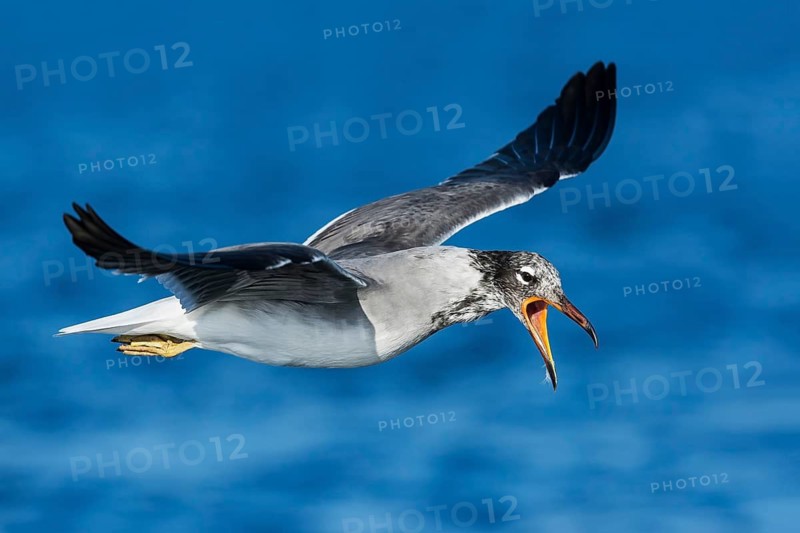 White-eyed Gull (Ichthyaetus leucophthalmus) flying, Eilat, Israel