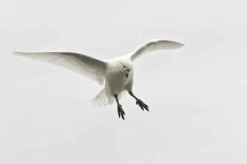 Snowy Sheathbill (Chionis albus) flying, Antarctica