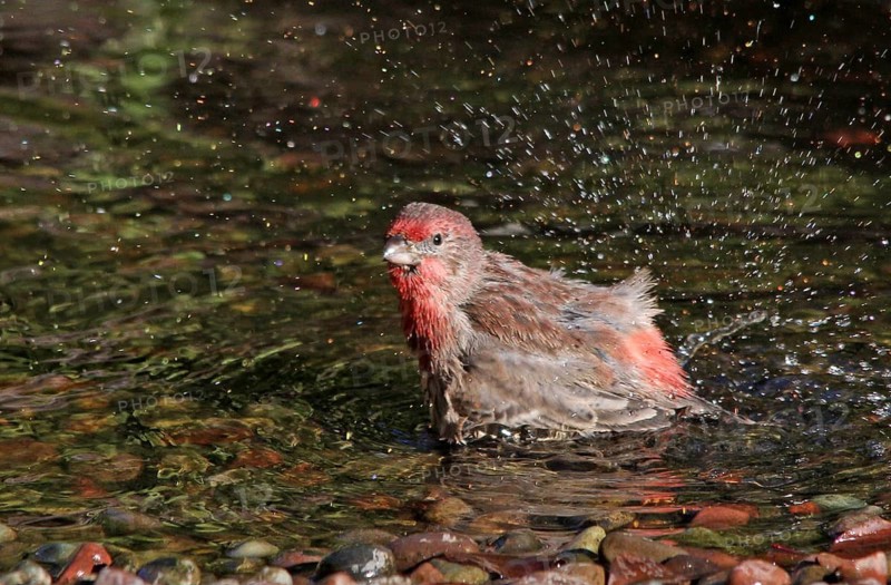 House Finch, Carpodacus mexicanus bathing i na backyard pond in Saskatoon, Saskatchewan