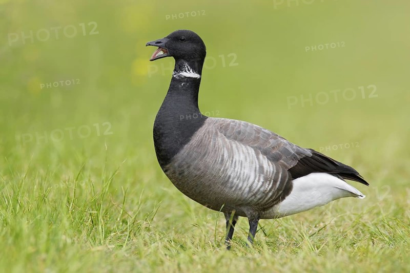 Brant Goose (Branta bernicla), Texel, Netherlands