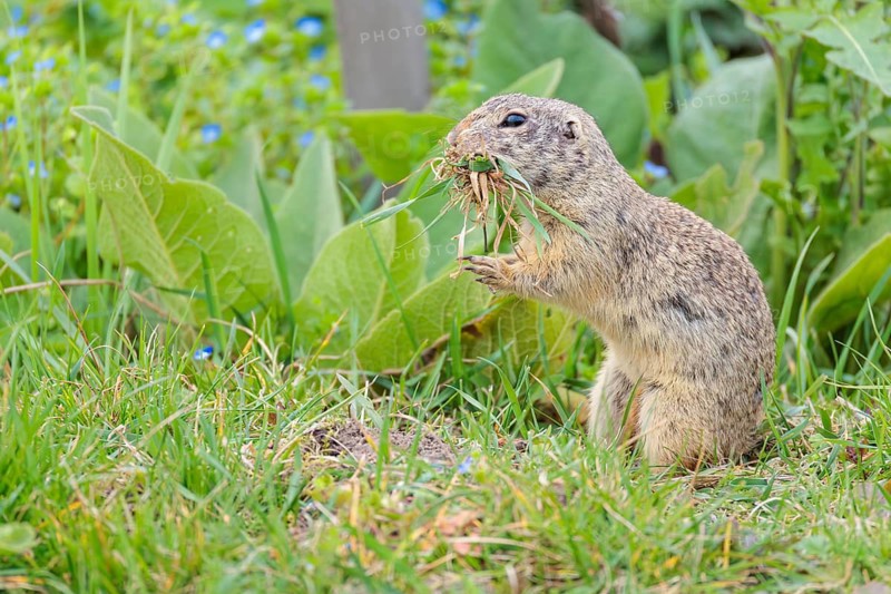 A fully grown European ground squirrel (Spermophilus citellus) carries nesting material in its mouth. Austria