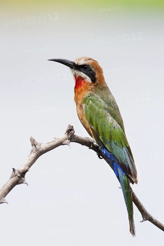 White-fronted Bee-eater (Merops bullockoides), Okavango-Delta, Botswana
