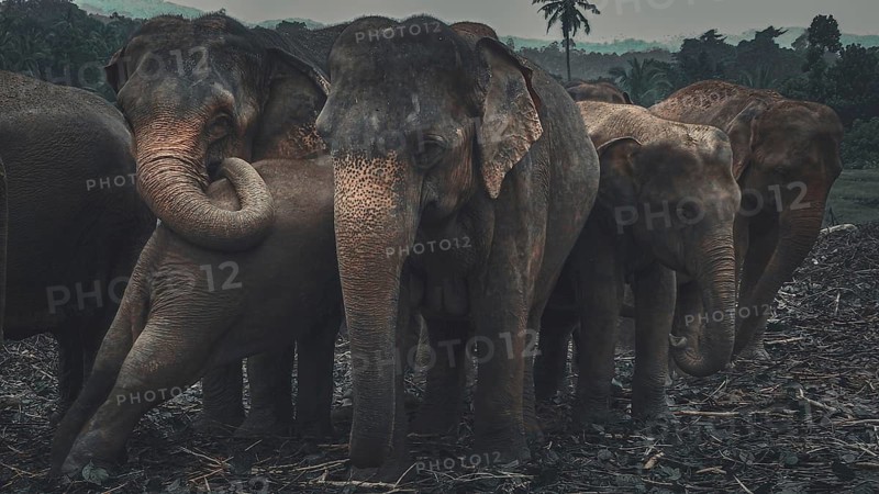 Herd of Asian elephants (elephus maximus) interacting with each other in a mystical and peaceful forest environment at dusk, Pinnawela Elephant Orphanage, Sri Lanka