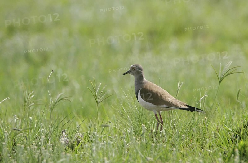 Black-winged Lapwing (Vanellus melanopterus), Natal, South Africa