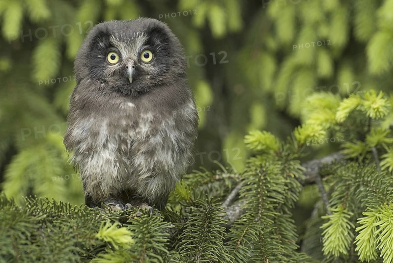 Boreal Owl (Aegolius funereus) juvenile, Saxony, Germany