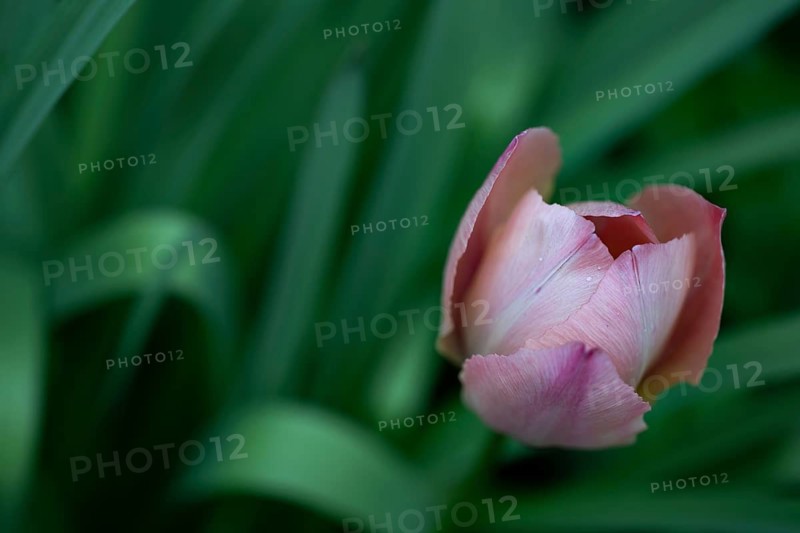 Pink tulip, Germany