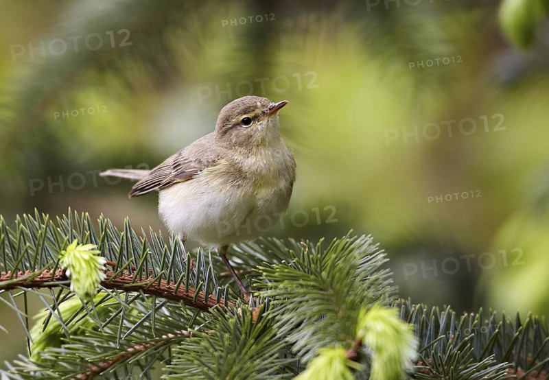 Common Chiffchaff (Phylloscopus collybita), Schleswig-Holstein, Germany