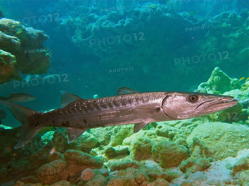 Barracuda (Sphyraena barracuda)