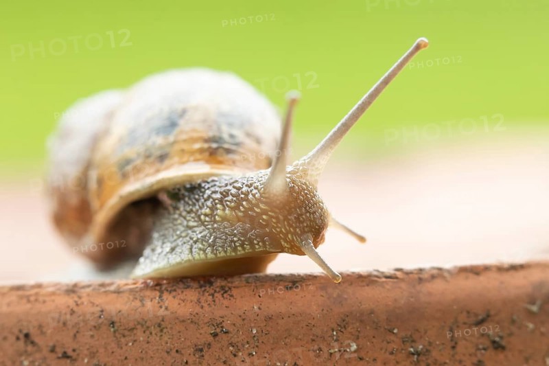 Garden snail (Helix aspersa) adult gastropod molluscs on a garden plant pot in summer, Suffolk, England, United Kingdom