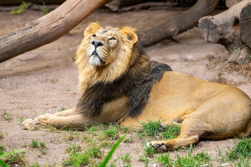 Asiatic lion (Panthera leo persica) male lying on the ground, captive, Germany