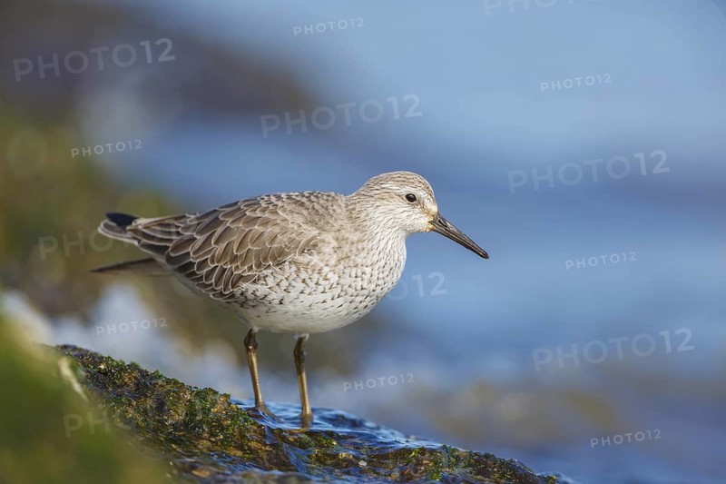 Calidris canutus/Red Knot/Knutt oder Knuttstrandläufer (Winterkleid)