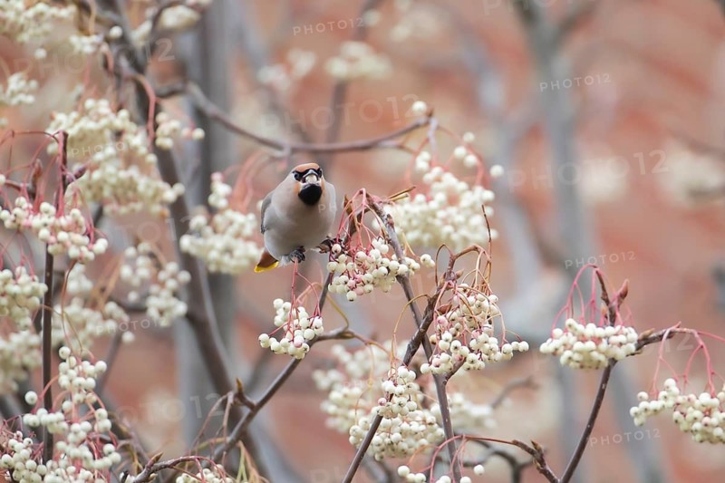 Bohemian waxwing (Bombycilla garrulus) adult bird feeding on a Sorbus tree berry on a housing estate in winter, Suffolk, England, United Kingdom
