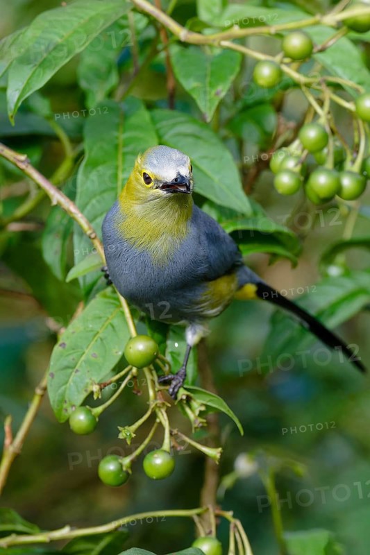 Long-tailed Silky-flycatcher, Ptiliogonys caudatus feeding on Twoleaf nightshade berries, Costa Rica