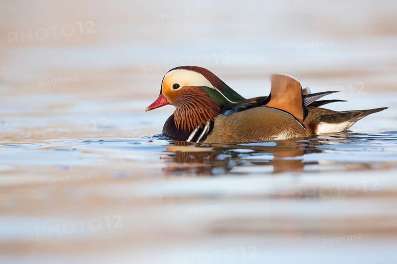 Mandarin Duck (Aix galericulata) male, Rhineland-Palatinate, Germany