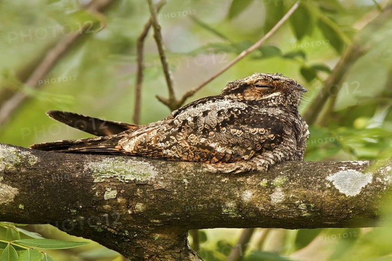 Jungle Nightjar (Caprimulgus indicus), Upper Serangoon, Singapore
