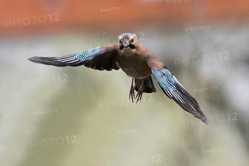 A flying jay (Garrulus glandarius) with outspread wings in front of a blurred background, Hesse, Germany