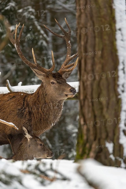 One Red Deer stag standing in a snow covered dense forest in winter