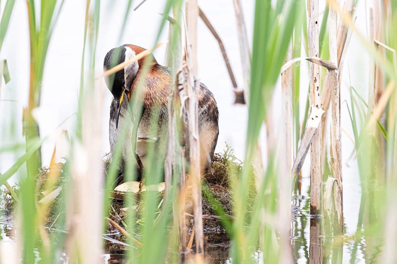 Red-necked Grebe (Podiceps grisegena) sitting on four eggs in its nest with wide open bill, Virkkula, Liminganlahti, Northern Ostrobothnia, Finland