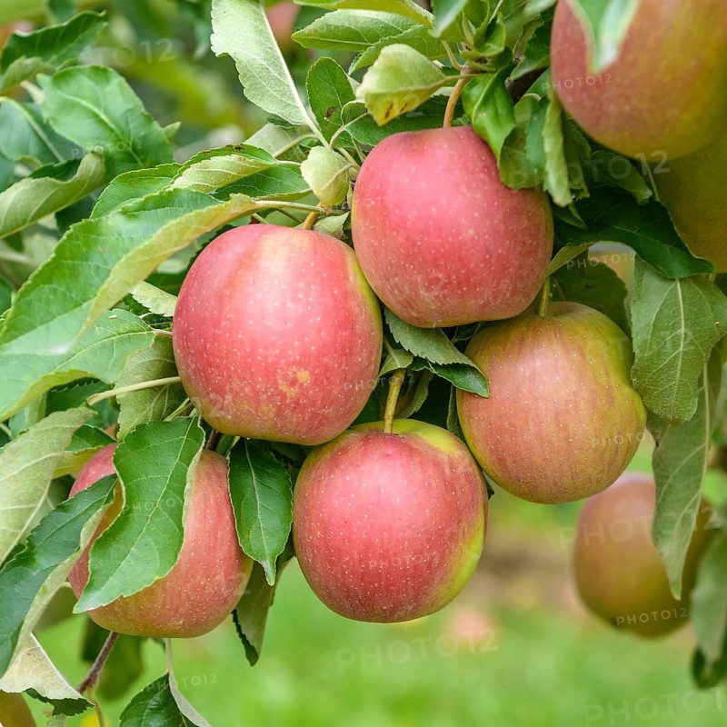 Winter apple (Malus domestica 'Pivita'),  Germany