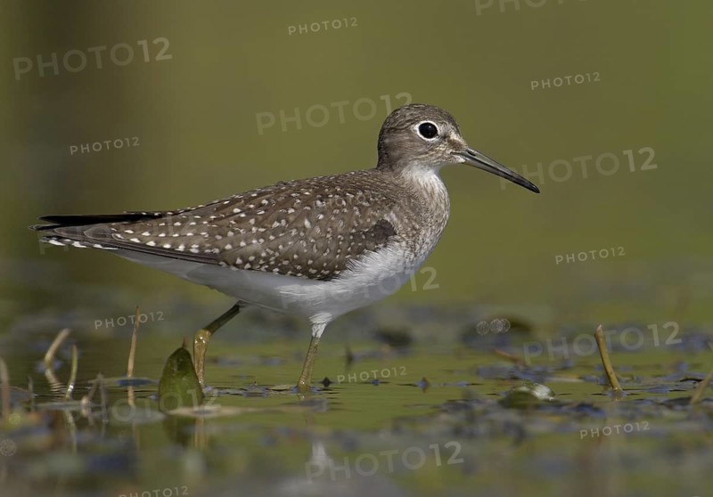 Solitary Sandpiper (Tringa solitaria), Ohio, USA