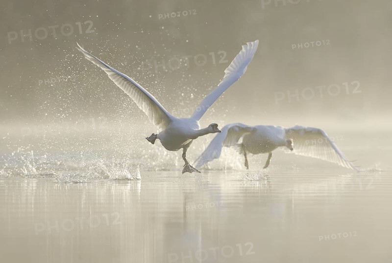 Mute Swan (Cygnus olor) flying, Saxony, Germany