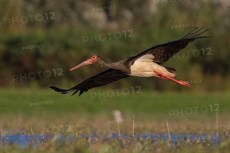 Black Stork (Ciconia nigra) flying, Tiszaalpár, Hungary
