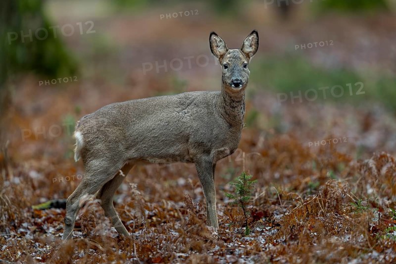 After more than 2 months, I am finally lucky and this doe (Capreolus capreolus) moves directly in front of my hide, in a clearing in the oak forest, winter coat, February, Germany