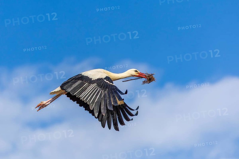 White stork (Ciconia ciconia), flying with nesting material in its beak, Affenberg, Salem, Lake Constance region, Baden-Württemberg, Germany