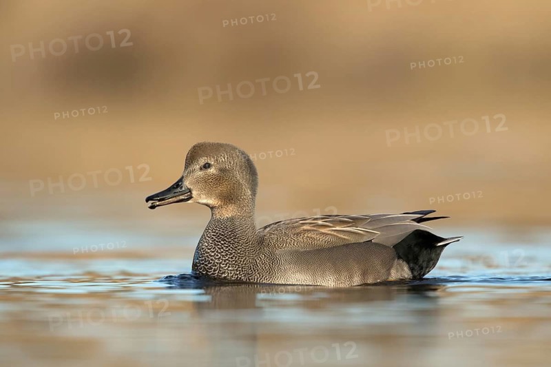 Krakeend man laagstandpunt, Gadwall male low point of view