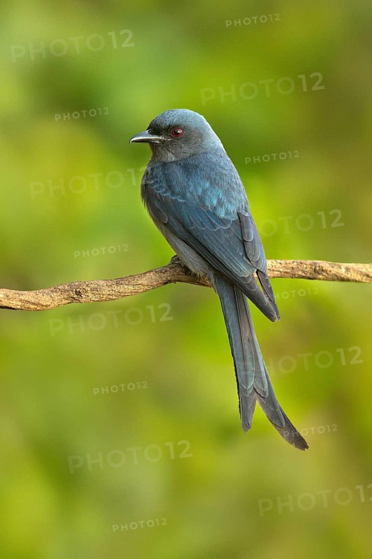 Ashy Drongo (Dicrurus leucophaeus), Yunnan, China