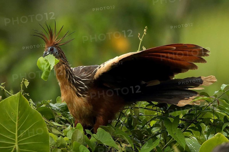 Hoatzin (Opisthocomus hoazin) feeding on leaves in tree, Orinoco Delta, Venezuela