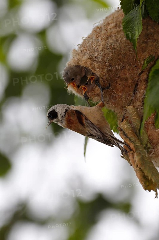 Eurasian Penduline Tit (Remiz pendulinus) female feeds chicks in nest, Saxony-Anhalt, Germany