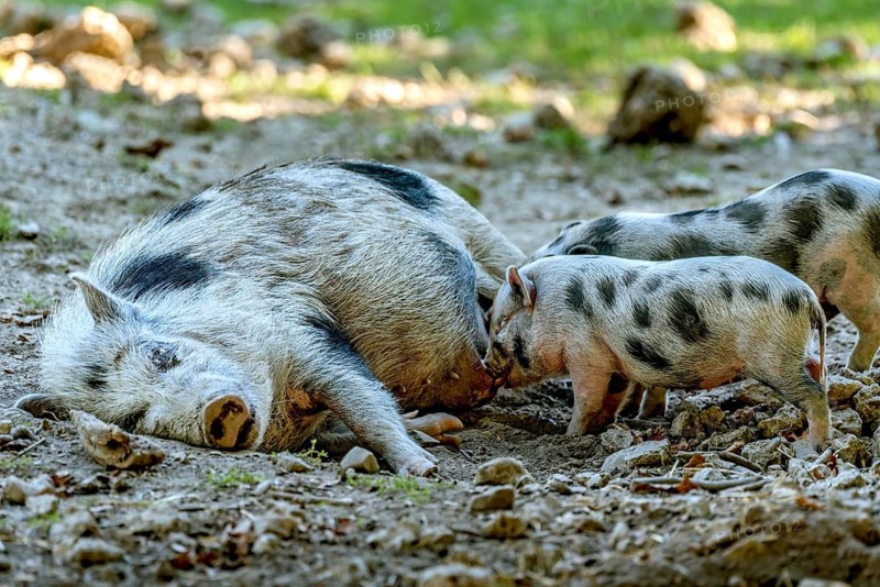 Pot-bellied pig (Sus scrofa f. domestica), large mother, sow, suckling newborn young, piglets, in stony terrain, Poing Wildlife Park, Upper Bavaria, Bavaria, Germany