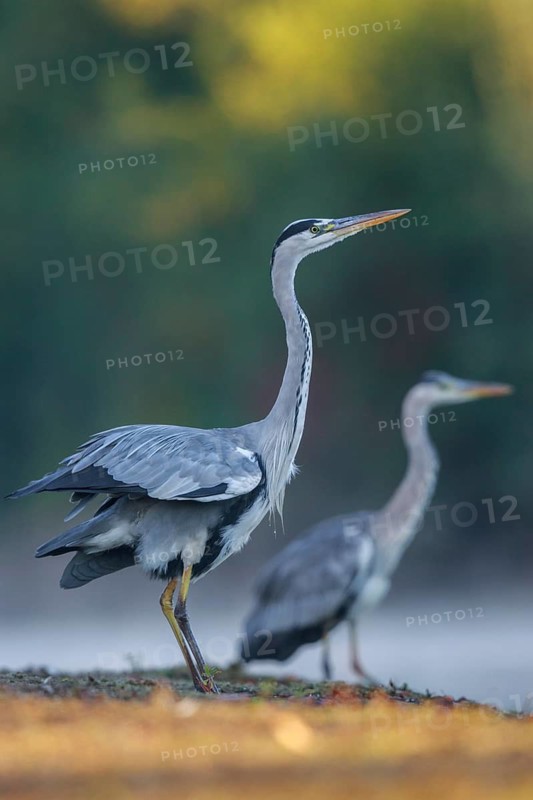 Grey Heron (Ardea cinerea) in a threathening posture, North Rhine-Westphalia, Germany