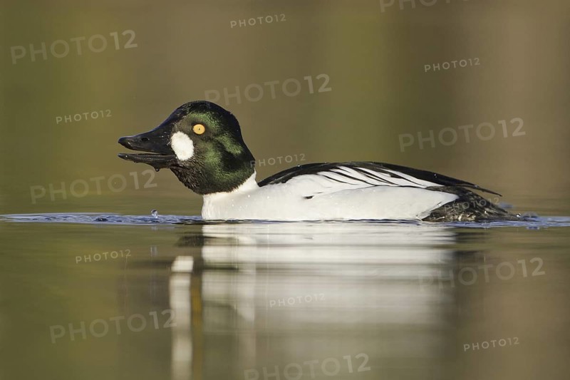 Common Goldeneye (Bucephala clangula) male, British Columbia, Canada