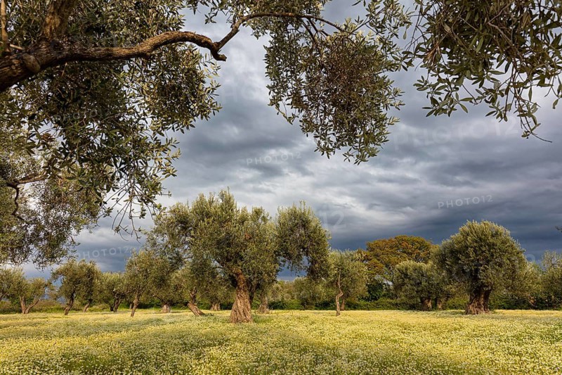 Landscape, Greece, thunderstorm, thunderstorm atmosphere, olive tree, olive grove. Olive, flower meadow, Lesbos Island, Lesbos, Greece