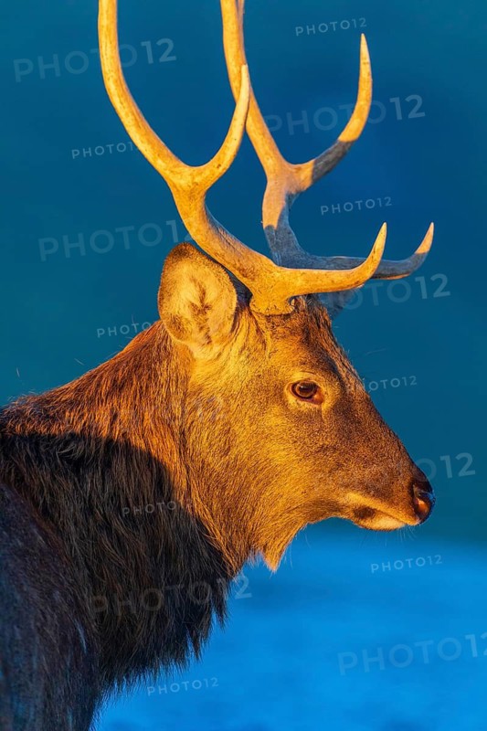 Portrait of a Dibowsky stag at sunrise, Cervus nippon hortulorum