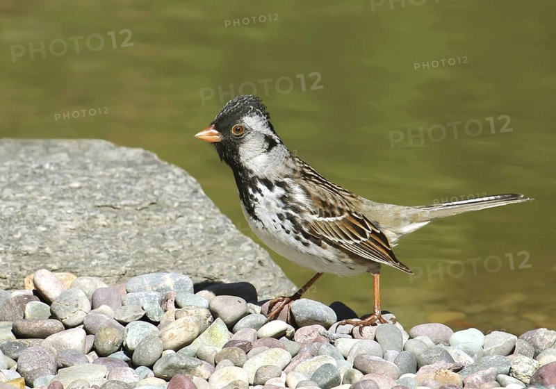 Harris's Sparrow (Zonotrichia querula), Saskatchewan, Canada