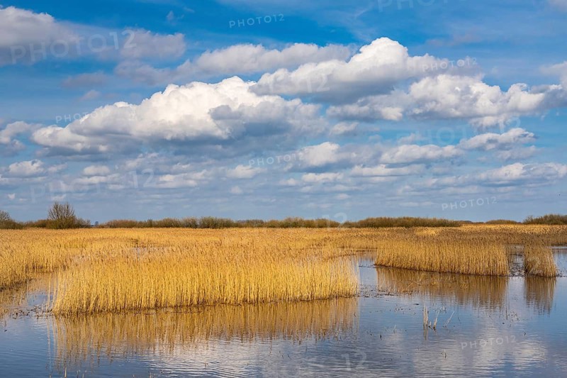 Reeds on the banks of Dümmer, Lake Dümmer, Hüde, Lower Saxony, Germany